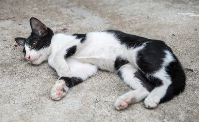 Naklejka na ściany i meble Little cute kitten lay on outdoor garden