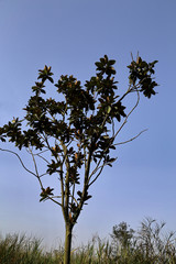 the landscape in chengdu,china