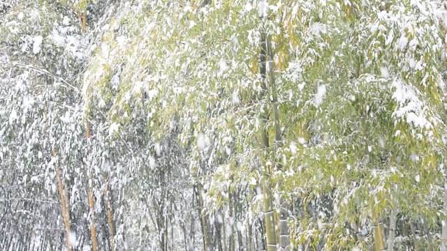 雪景色の竹林