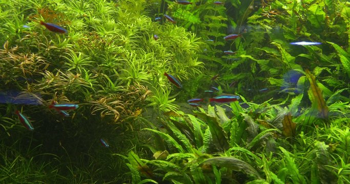Cardinal Tetra, Paracheirodon Axelrodi, Distantly, Aquarium