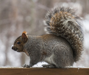 snow flakes on the nose of a grey squirrel  with big fluffy tail
