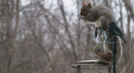 grey squirrel enjoying bird seed that he worked hard to obtain
