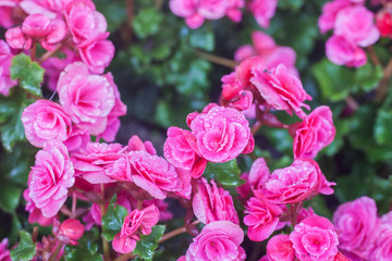 close up begonia flower in the garden