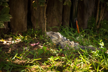 Iguana in green grass