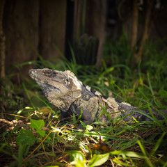 Iguana in green grass
