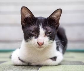 Little cute kitten lay on outdoor garden