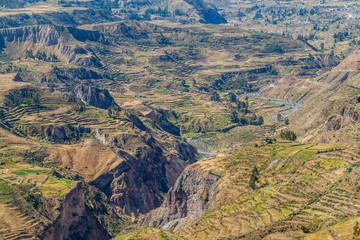 Agricultural terraces in Colca canyon, Peru