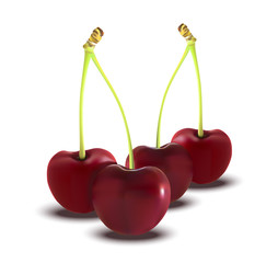 Red Cherry. Illustration of brunch fresh ripe cherry. A couple o