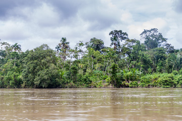 Jungle along river Napo, Ecuador
