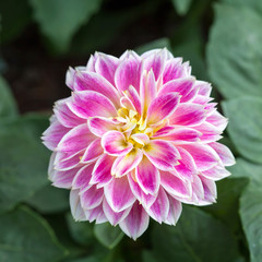 Hybrid pink chrysanthemum flower