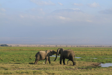 Amboseli National Park is a sanctuary of elephants near mount kilimanjaro