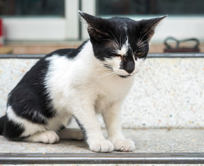 Little cute kitten sit on outdoor floor