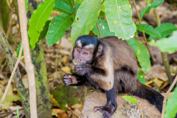 Capuchin monkey at Ile Royale, one of the islands of Iles du Salut (Islands of Salvation) in French Guiana