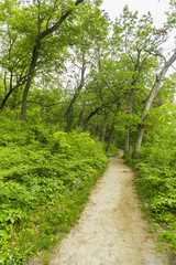 Fototapeta premium Path
