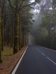 Asphalt road in a pine forest