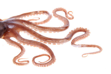 Octopus tentacles