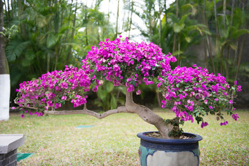 bonsai tree with purple flower in flower pot - Powered by Adobe