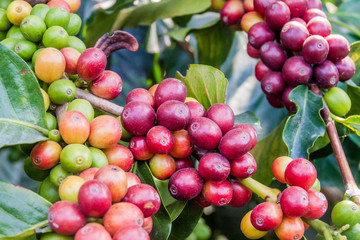 Detail of coffee berries at a plantantion near Manizales, Colombia - obrazy, fototapety, plakaty