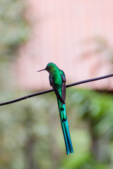 Hummingbird in Cocora valley, Colombia