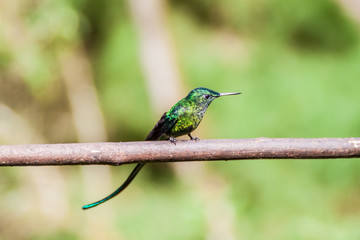 Hummingbird in Cocora valley, Colombia