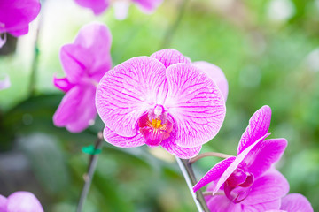 Close-up of beautiful vibrant pink orchid