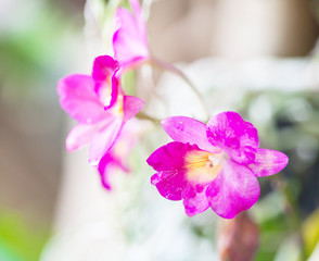 Close-up of beautiful vibrant pink orchid