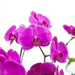 Fototapeta na wymiar Close-up of beautiful vibrant pink orchid