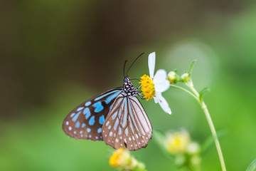 colorful butterfly in garden