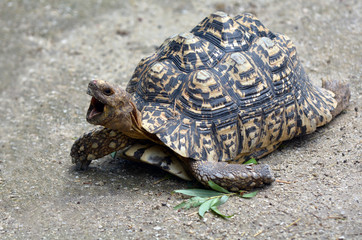 Leopard tortoise large and attractively marked tortoise