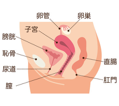 39 Best 子宮口 Images Stock Photos Vectors Adobe Stock 39 Best 子宮口 Images Stock Photos Vectors Adobe Stock