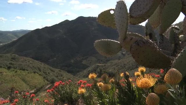 Protea plants blooming on a hillside with mountains