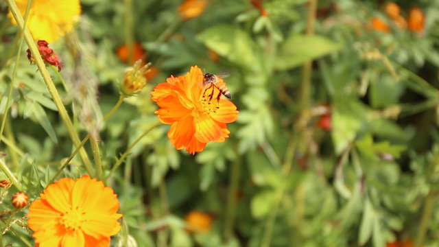 Bee on Cosmos flowers