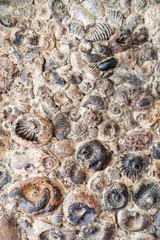 Fossils in a rock near Villa de Leyva in Colombia