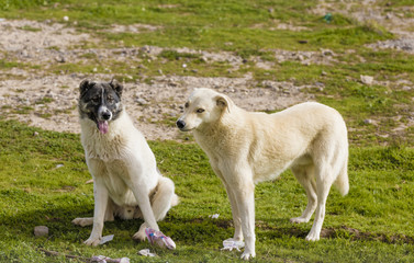 Pair of dogs in Iraqi countryside 