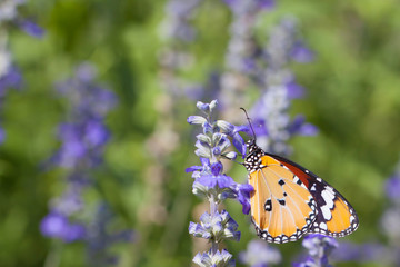 Fototapeta na wymiar Beautiful butterfly on a flower in a flower garden.