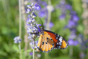 Beautiful butterfly on a flower in a flower garden.