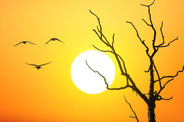 Sun birds and tree silhouette abstract background