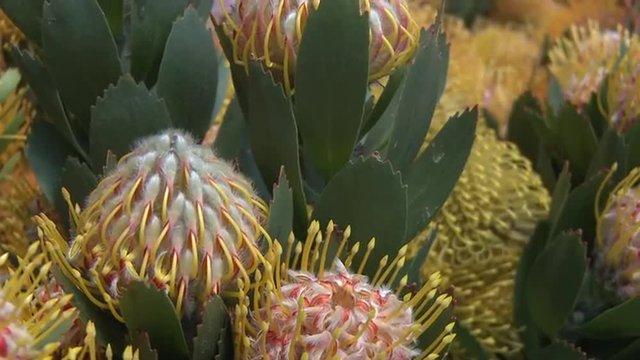 Yellow pincushion protea buds and blooms