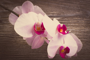 Vintage photo, Blooming orchids on wooden background