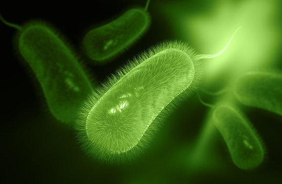 Helicobacter Pylori Bacterium