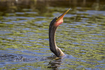 Anhinga Swimming in a Pond with its Throat Pouch Extended - Florida