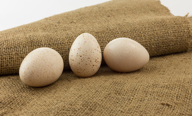 Turkey egg on brown background