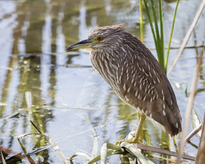 Juvenile Black-crowned Night Heron - Florida