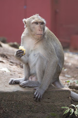 Fototapeta premium Monkey eating a banana. Rhesus macaque, Thailand