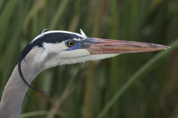 Closeup of a Great Blue Heron - Florida