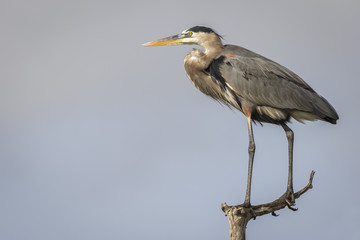 Great Blue Heron Perched in a Dead Tree - Florida