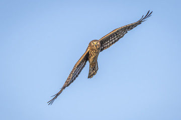 Fototapeta premium Northern Harrier in Flight - Florida