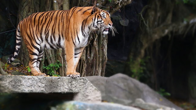 Tiger in teh zoo - Chonbiri , Thailand