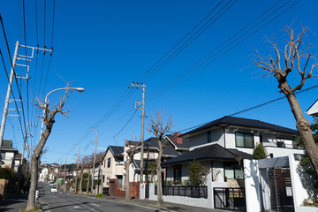 冬の街路樹のある住宅街