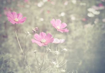 Pink cosmos flowers in the garden with retro filter effect